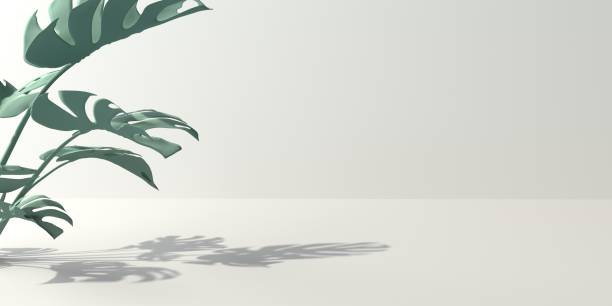istock Tropical monstera leaves with shadow 1446735259
