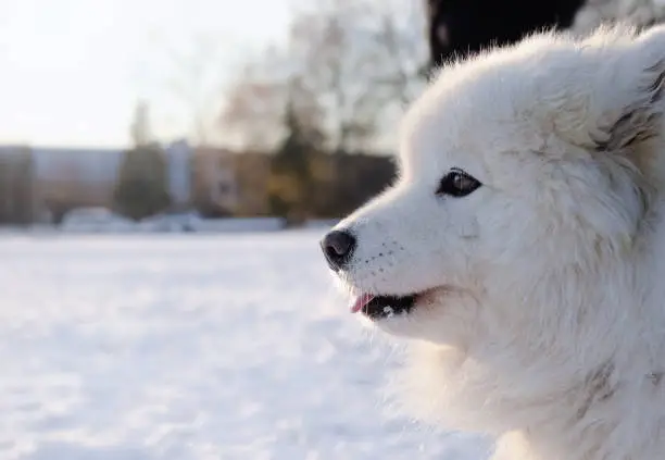 Side view head shot of cute fluffy large white dog standing in park. Arctic dog breed winter scenery. 7 years old female dog. Selective focus.