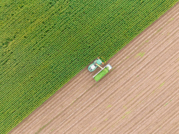 widok z lotu ptaka na zbiory kukurydzy na kiszonkę - tractor green farm corn zdjęcia i obrazy z banku zdjęć