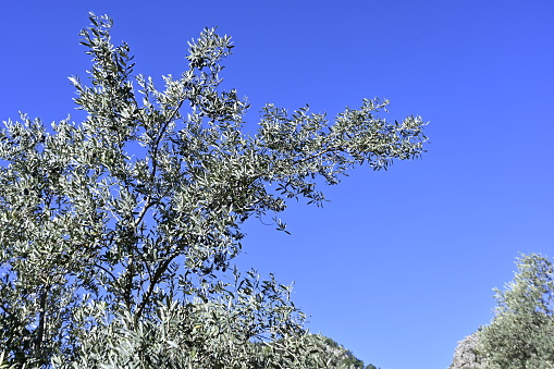 Branches of olive tree against the blue sky. High quality photo