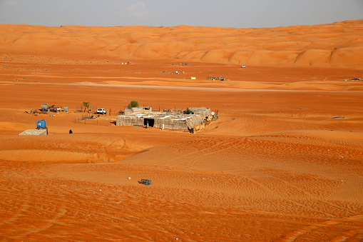 Camel in a bedu camp, Omani desert