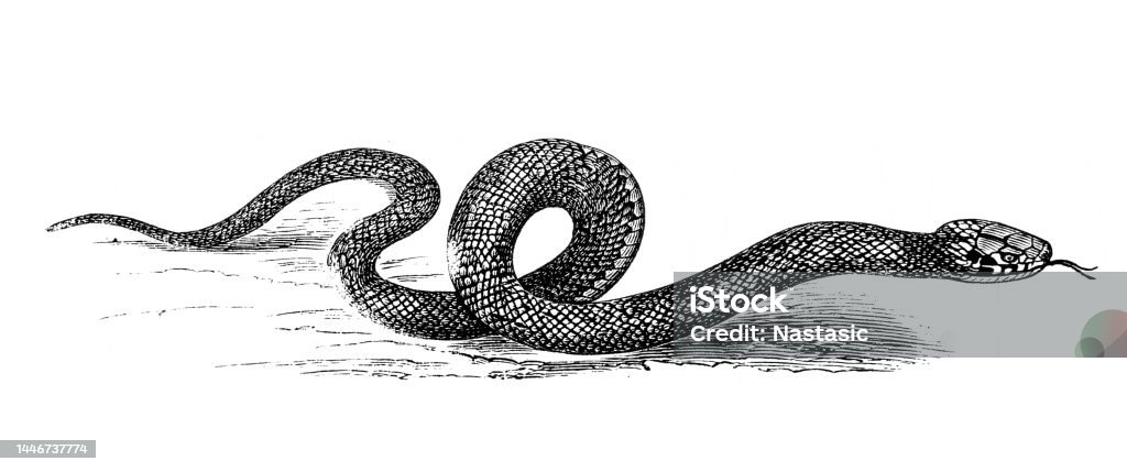 Grass Snake Stock Illustration - Download Image Now - Snake, Woodcut