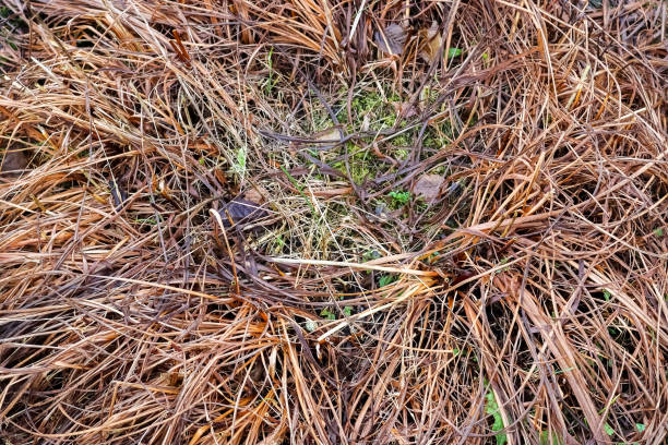 istock Close up view at the surface of reed. 1446737777