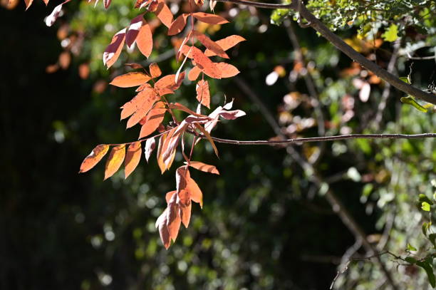 istock Yellow leaves of autumn. 1446737839