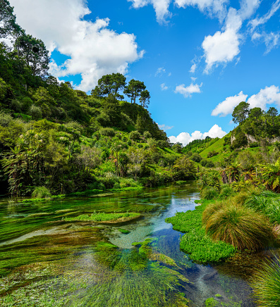 Clear blue water and lush landscape of Blue Spring Putaruru in the north island of New Zealand