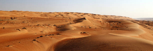 istock Wahiba sand dunes, Oman 1446738045