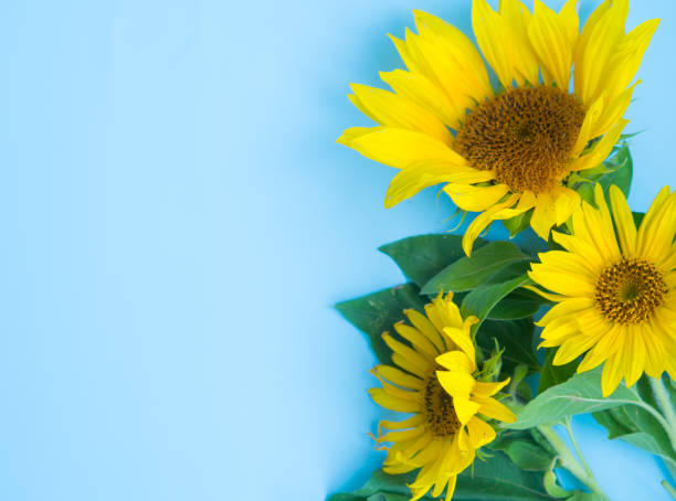 istock Beautiful sunflowers on a blue background. view from above. background with copy space. 1446738336