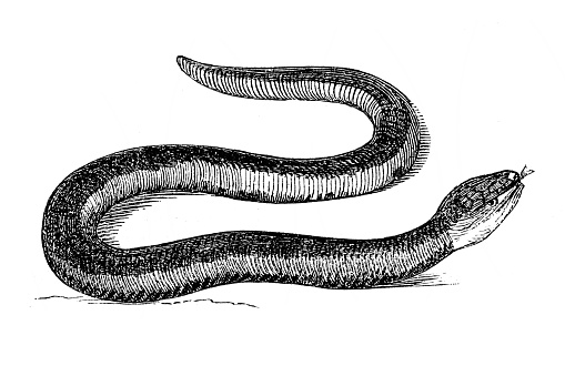Slow Worm (Anguis Fragilis)