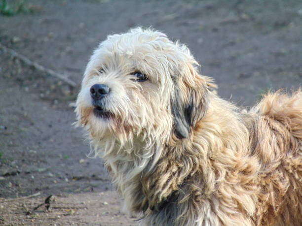 istock Portrait of a Havanese dog 1446739121