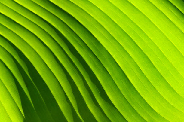 istock Close up the pattern on the leaf of a large plant 1446739143