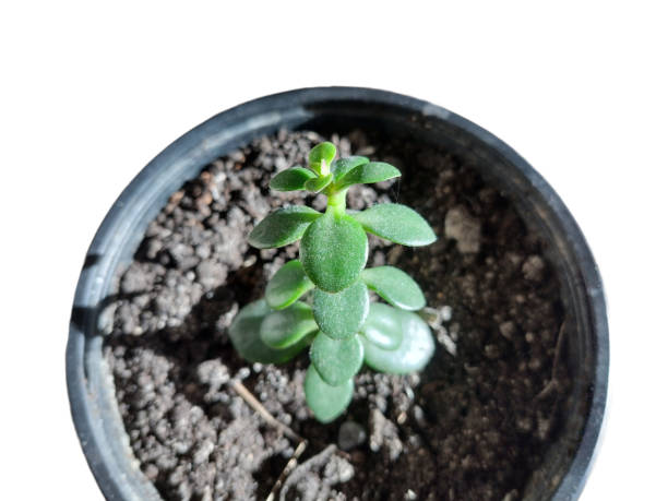istock Jade plant (Crassula ovata) plant in the pot 1446739263