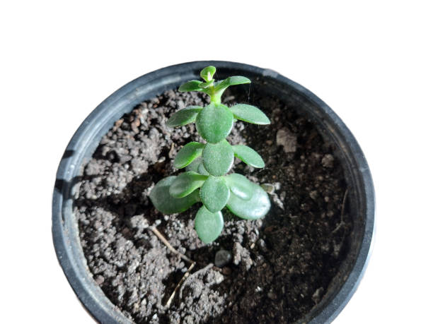 istock Jade plant (Crassula ovata) plant in the pot 1446739265