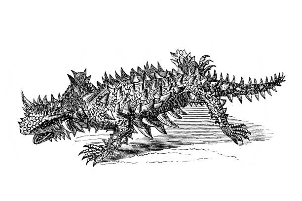 Thorny devil, thorny dragon (Moloch horridus) Thorny devil, thorny dragon (Moloch horridus) moloch horridus stock illustrations