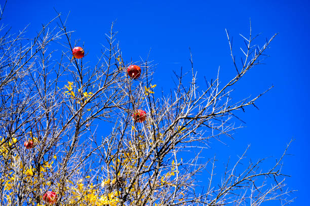 Pomegranates left on the branch.