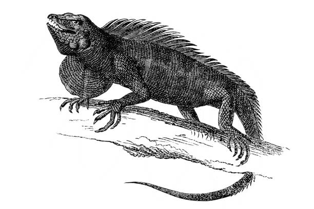 Iguana