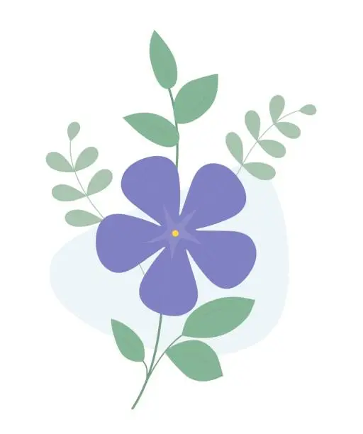 Vector illustration of Periwinkle flower. Blooming purple Vinca minor with leaves. Vector illustration.
