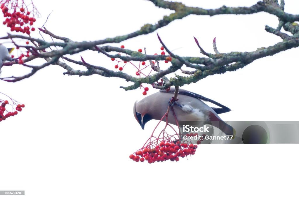 Waxwing (Bombycilla garrulus) in berry tree A Waxwing (Bombycilla garrulus) in a tree in Aberdeen, Scotland Animal Stock Photo