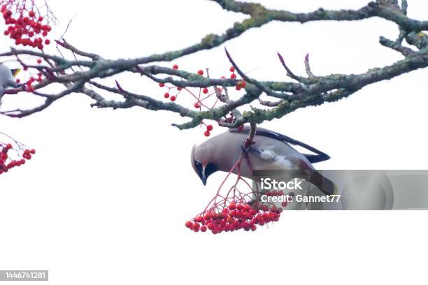 Waxwing In Berry Tree Stock Photo - Download Image Now - Animal, Animal Migration, Animal Wildlife
