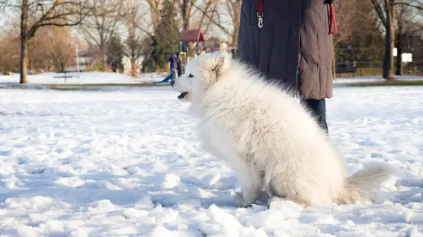 Cute fluffy large white dog taking a break during the winter walk. 7 years old female dog. Selective focus.