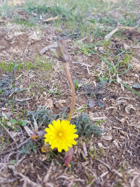 istock Yellow chrysanthemum wildflower 1446742551