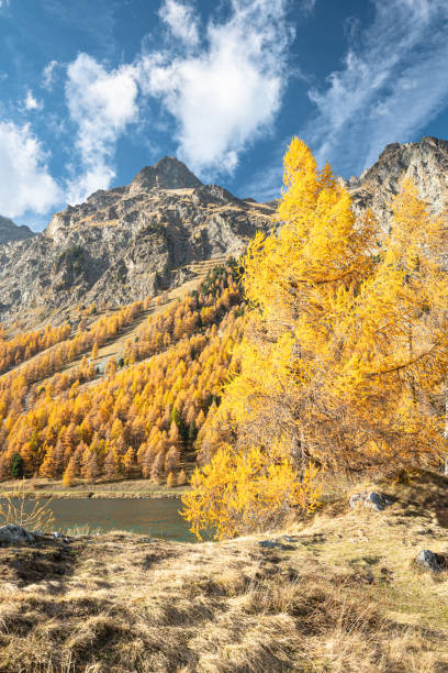 스위스 알프스의 실스 호수를 따라 생생한 가을 색의 낙엽송 나무 - engadin valley cloud sky lake 뉴스 사진 이미지