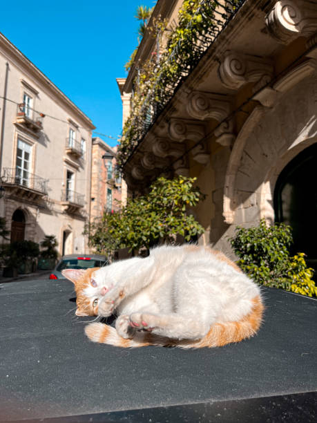 istock Ginger cat on a roof of a car 1446745083