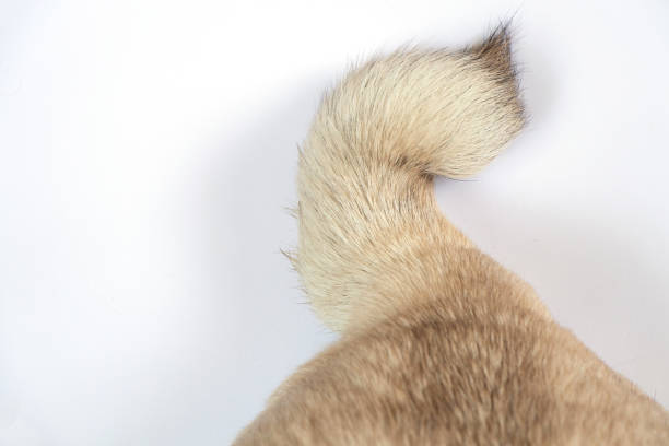 istock pug dog tail on isolated background close-up 1446745329