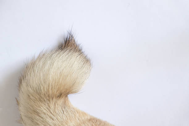 istock pug dog tail on isolated background close-up 1446745378