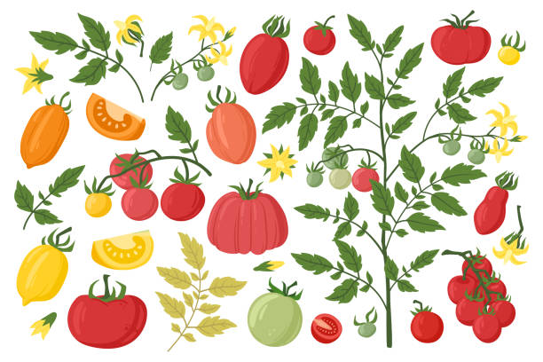 illustrazioni stock, clip art, cartoni animati e icone di tendenza di verdura di pomodoro, fiori e foglie di pomodori dei cartoni animati. pianta rossa di pomodoro, pianta da frutto del giardino, fette di pomodori set di illustrazioni vettoriali piatte. pomodoro rosso fresco - cherry tomato