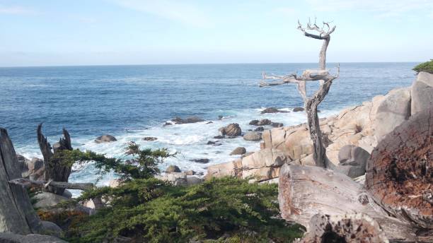 Bare dead leafless lone cypress or pine tree, 17-mile drive, Monterey California Bare dead leafless lone cypress tree, rocky ocean coast, blue water waves and lifeless pine. Scenic 17-mile drive, Monterey nature near Point Lobos, Big Sur and Pebble beach, California USA. Seascape point lobos state reserve stock pictures, royalty-free photos & images