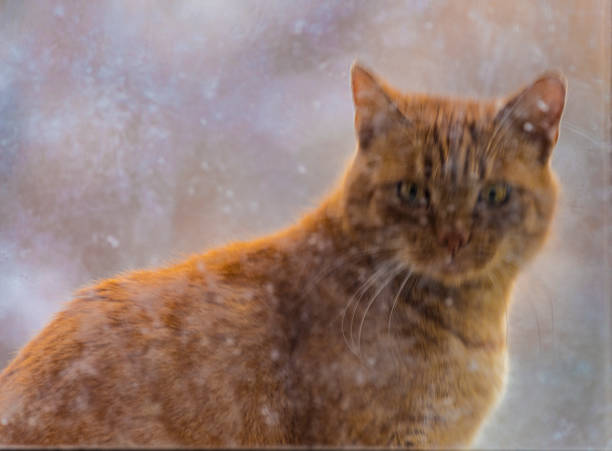 istock Red haired male cat over dirty window 1446747086