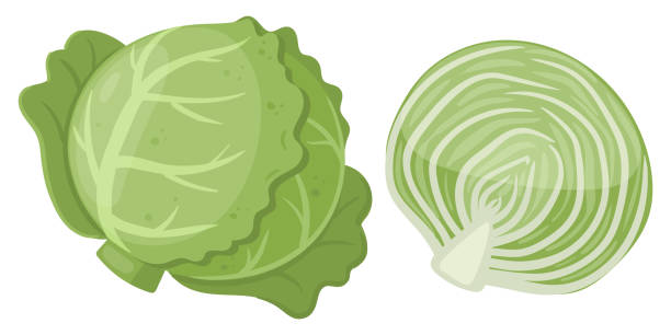 Cartoon white cabbage. Raw cabbage, fresh green leaves for salad, whole vegetable and half, organic cabbage for healthy lifestyle flat vector illustration on white background Cartoon white cabbage. Raw cabbage, fresh green leaves for salad, whole vegetable and half, organic cabbage for healthy lifestyle flat vector illustration on white background white cabbage stock illustrations