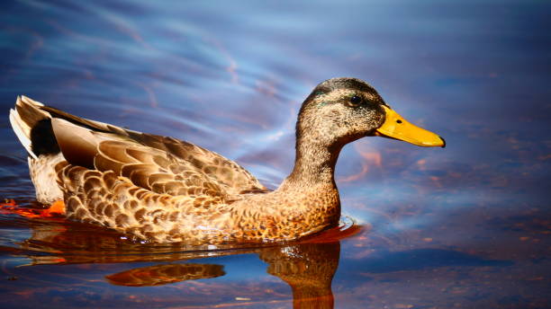 istock Male mallard on the water in sunlight 1446747323