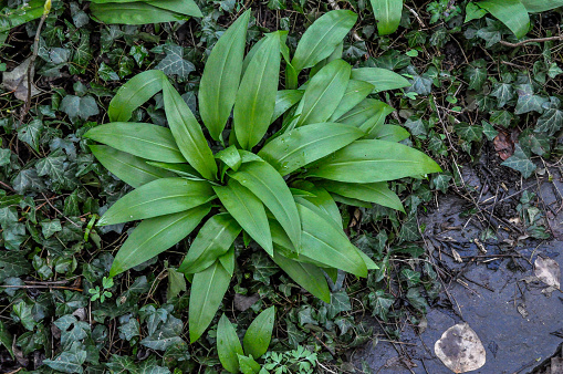 wild garlic