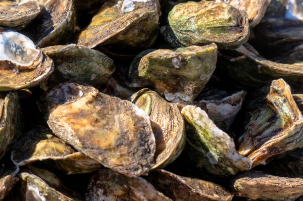 istock closed oysters in mexico beach 1446750807