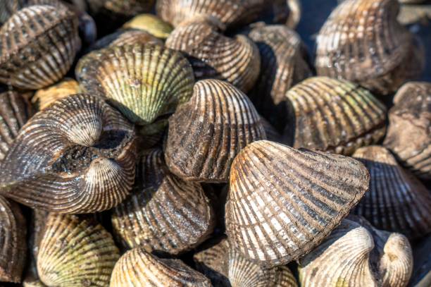 istock closed oysters in mexico beach 1446750809