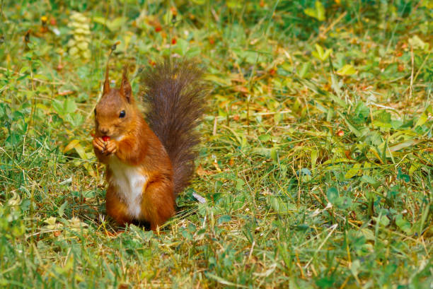 istock Close-up of a red squirrel on the grass 1446753507