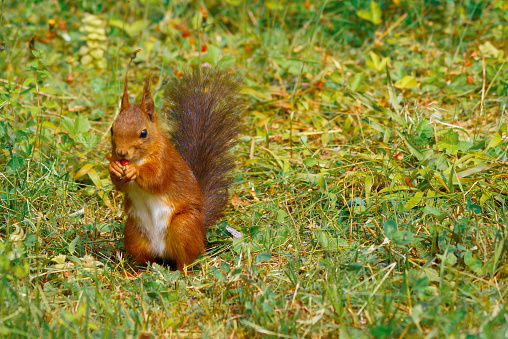 Close-up of a red squirrel on the grass