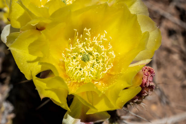 żółty kwiat otwiera się na kaktusie - blom zdjęcia i obrazy z banku zdjęć
