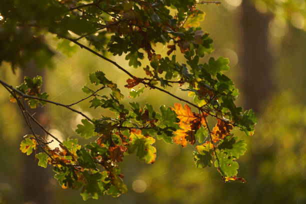 istock Autumn leaves with beautiful sunlight shining through the leaves 1446753882