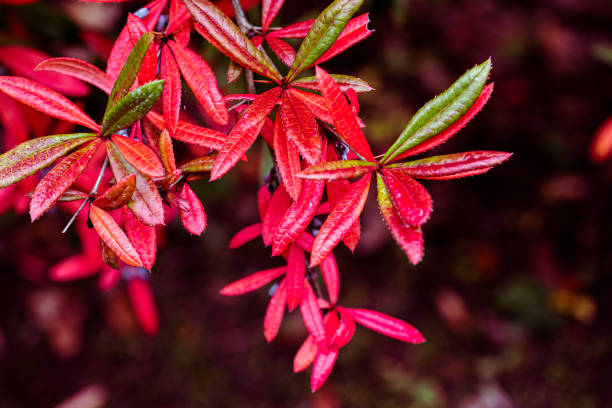 berberis Julianae bush with red leaves at spring berberis Julianae bush with red leaves at spring berberis julianae stock pictures, royalty-free photos & images
