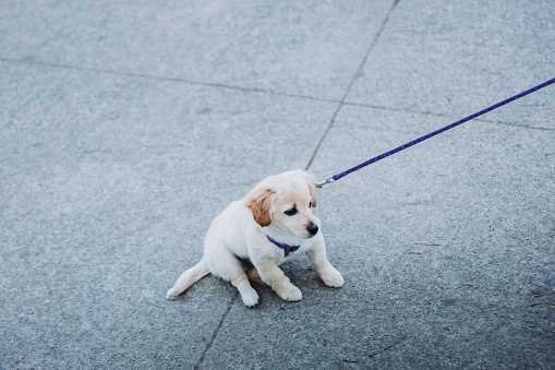 Little puppy wearing a harness refuses to walk in a park road.