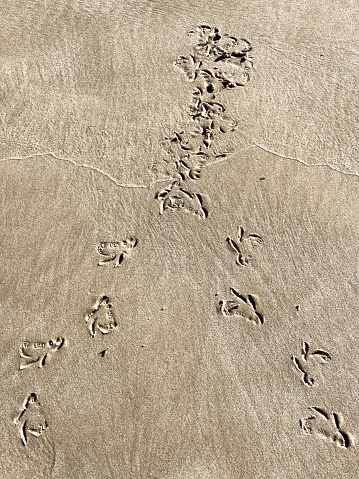Vertical high angle closeup photo of tracks made seagulls walking across the surface of sand on the beach. Wategos Beach, Byron Bay, north coast NSW.