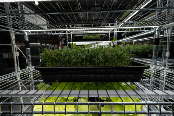 istock Sallad groging in an indoor growth chamber.. 1446755406