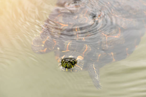 istock Turtle (Trachemys dorbigni) swimming in a lake in Brazil 1446756897