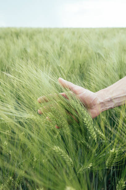 istock Wheat field and male hand 1446756913