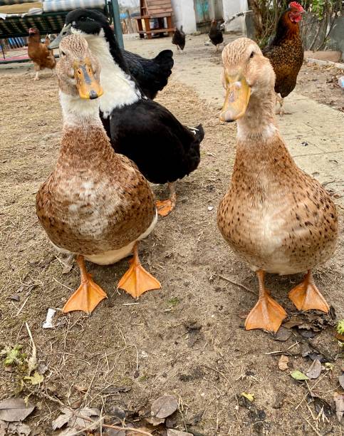istock cute 2 ducks and poultry with duck food 1446758110