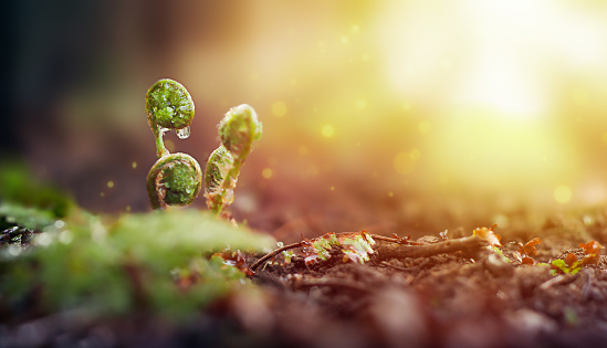 three germinating leaves of a fern with a drop of dew in the sunlight