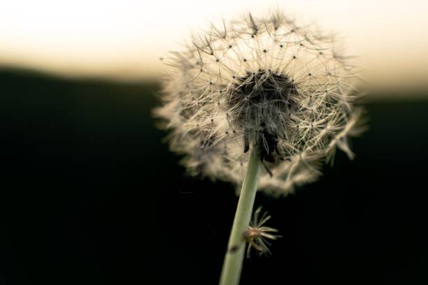 istock Dandelion flower in the sunset 1446758181