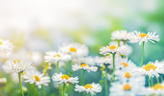 a field of daisies in the foreground and with space for text